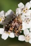 Prochoreutis