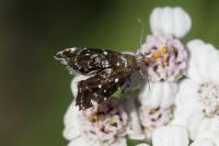 Prochoreutis myllerana