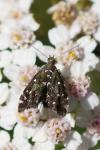 Prochoreutis myllerana