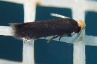Stigmella
