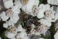 Prochoreutis myllerana