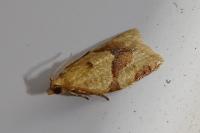 Clepsis consimilana
