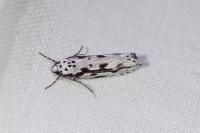 Ethmia pusiella/candidella