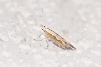 Plutella xylostella