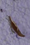 Ypsolopha dentella