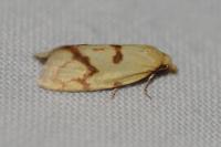 Agapeta hamana