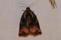 Archips podana