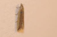 Bactra