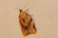 Clepsis consimilana