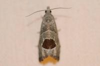 Notocelia uddmanniana