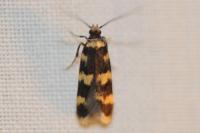 Oegoconia caradjai