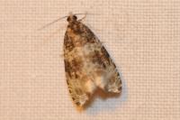 Orthotaenia undulana