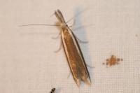 Pleurota aristella