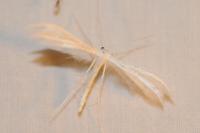 Pterophorus pentadactylus