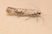 Yponomeuta irrorella