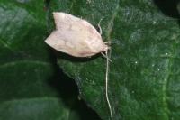 Carcina quercana