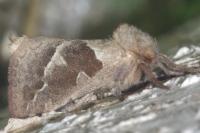 Triodia sylvina