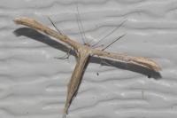 Emmelina monodactyla