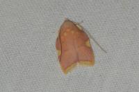 Carcina quercana