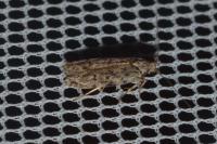 Psoricoptera gibbosella