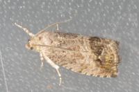 Cydia splendana