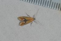 Batia lambdella