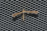 Oxyptilus