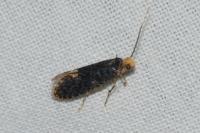 Monopis laevigella