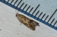 Cydia gr. succedana