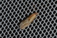 Eucosma gr. cana