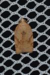 Acleris ferrugana/notana