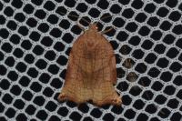 Archips podana