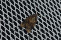 Ditula angustiorana