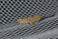 Ypsolopha alpella