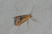 Batia lambdella