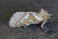 Triodia sylvina
