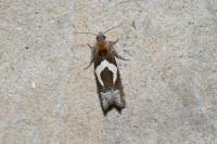 Epiblema foenella