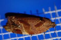 Ditula angustiorana