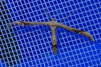 Oidaematophorus lithodactylus