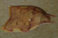 Carcina quercana
