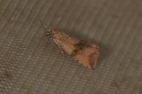 Celypha striana
