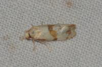 Phalonidia contractana