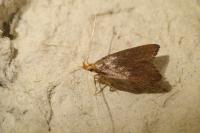 Eurodachtha pallicornella