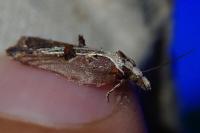 Acleris cristana