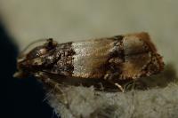 Lobesia bicinctana