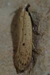 Nothris verbascella