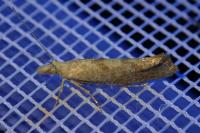 Ypsolopha alpella