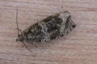 Celypha lacunana