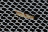 Argyresthia bonnetella