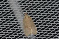 Agonopterix assimilella